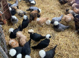 Polish pullets