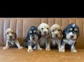 Show type cocker spaniel puppies Health tested!