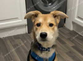 8 month old husky collie cross