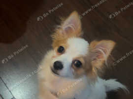 5 Month Pomchi girl for sale