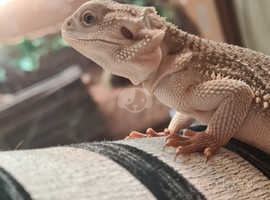 zero bearded dragon for sale northern ireland