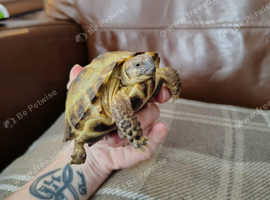 Horsefield tortoise and enclosure