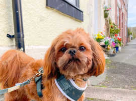 Gorgeous brown Male Shih tzu boy available for a lovely home