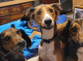 Male lurcher x cocker spaniel for rehoming