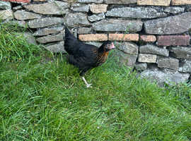 POINT OF LAY HENS