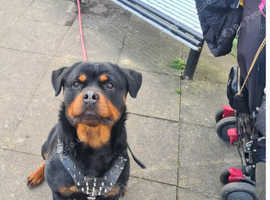 Female rottweiler