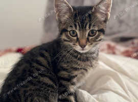 Mixed bengal girl kitten