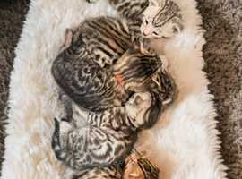 Championship Tica lines pedigree BENGAL KITTENS  for adoption to loving forever homes