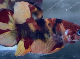 Male Galaxy Nemo HMPK betta