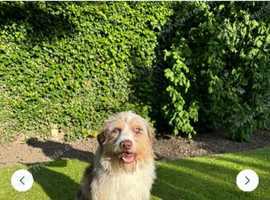 Aussie doodle neutered boy for sale