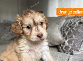 TOY SHOW TYPE COCKAPOO PUPPIES