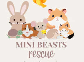 Mini Beasts Rescue