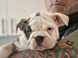 12 weeks old bulldog bitch