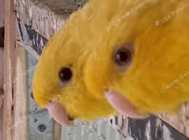 Parakeets