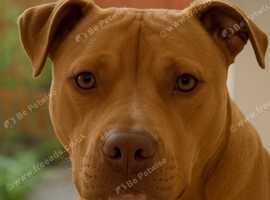 American bully (standard)