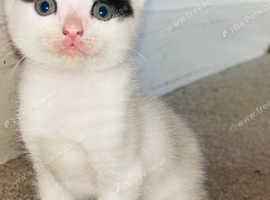 Beautiful Kittens for Sale !