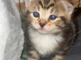 Kittens for sale