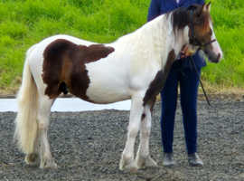 BAY & WHITE GELDING  2 YRS OLD