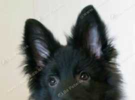 GERMAN SHEPHERD GIRL