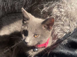 Female Russian blues