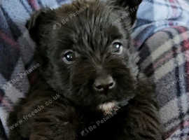 Scottish terrier puppies