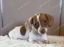 3 female miniature dachshund piebald