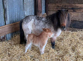 Miniature Shetland foal