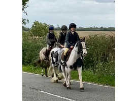12.2 cob gelding