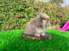 FRIENDLY MINI LOP BABY BUNNIES