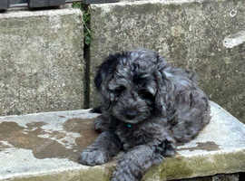 F1b Cockerpoo puppies 9 weeks old