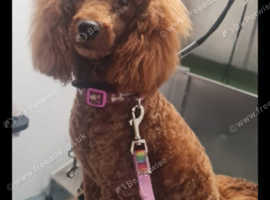 Dog grooming aberbeeg abertillery