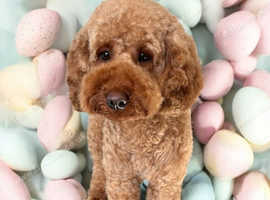 Golden doodle for sale