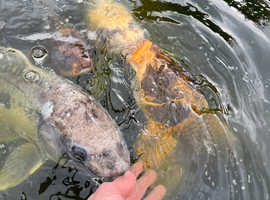 Carp for Sale in Hull, East Yorkshire
