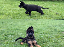 25 years experience in breeding German shepherds