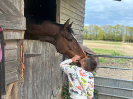 Super safe happy hacker / broodmare / compaion