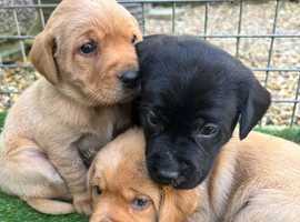Kc registered Labrador Puppies