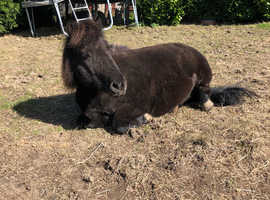 Standard Shetland for sale 10.2hh