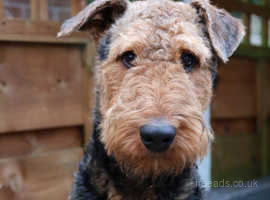 Teddy - Loving and Happy Airedale Terrier - 1 Year Old