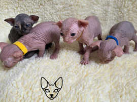 Amazing Pedigree Canadian Sphynx