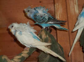 YOUNG HAGOROMO [HELICOPTER BUDGIES] FOR SALE. VARIOUS PRICES