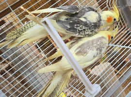2 young female cockatiels