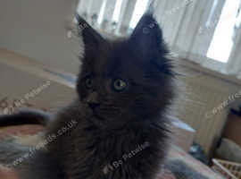 Maine coon