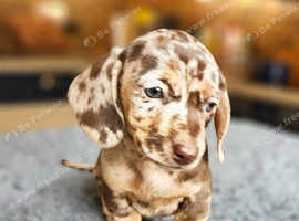 6 Gorgeous miniature Dachshund puppies