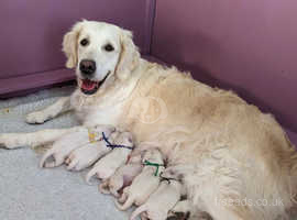 North west store golden retriever rescue