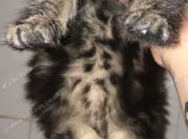 Friendly kitten rehome