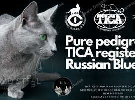 TICA Champion Gorgeous Russian Blue