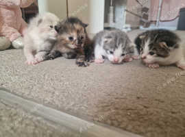 X4 beautiful coloured kittens