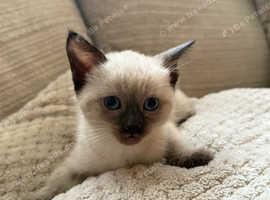 Ragdoll x