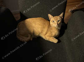 MISSING FEMALE GINGER TONKINESE 4 Y/O CAT