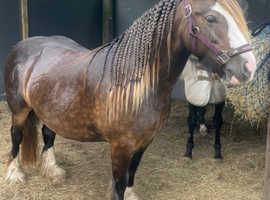 Beautiful Lead rein pony